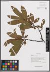 Foto von Salix ernestii C. K. Schneid.
